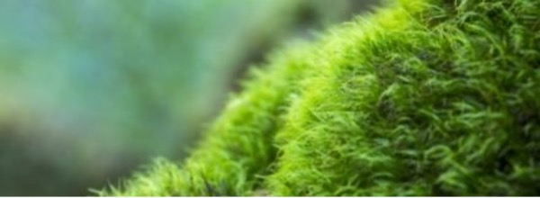 How Gardening with Moss Helps Your Garden Thrive