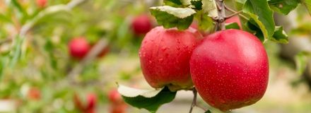 Apples on Tree branch