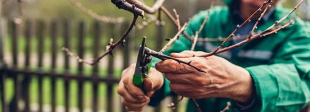 A person cutting a tree