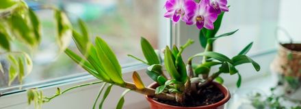 a flower in a pot