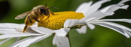 A Bee on a daisy flower