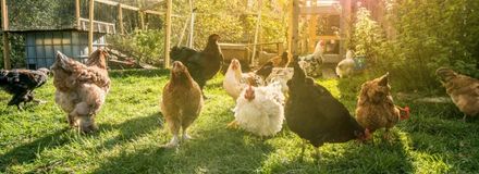 Backyard Chicken Coops