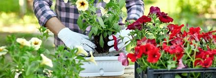 Backyard Summer Planting