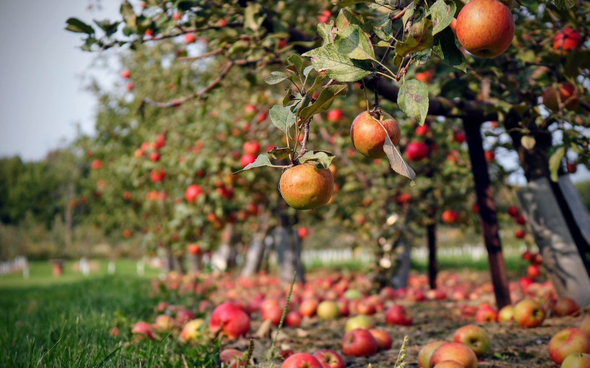 orchard