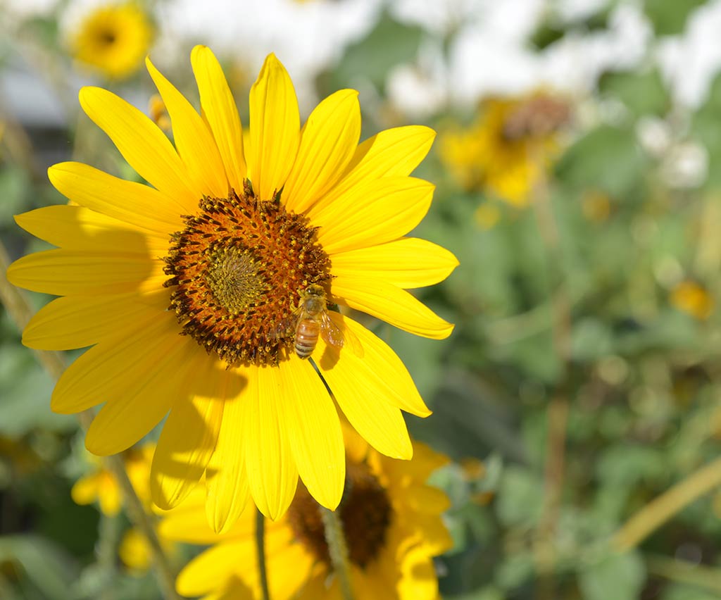 honey bee on sunflower