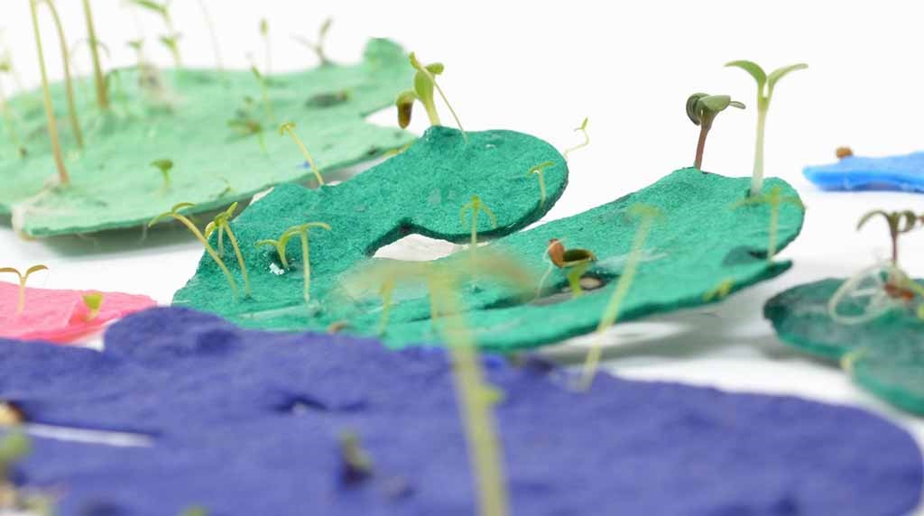 What Is Plantable Seed Paper? A Complete Guide to How It Works, Planted & What Grows